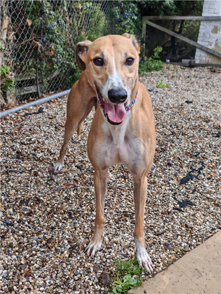 Thumper, a 5 years old male Greyhound available for adoption from Greyhound Trust in Wales