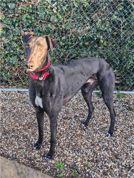 Amigo, a 3 years old male Greyhound available for adoption from Greyhound Trust in Wales