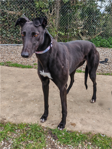 Bacardi, a 3 years old female Greyhound available for adoption from Greyhound Trust in Wales
