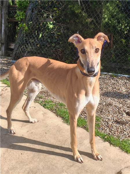 Apollo, a 4 years old male Greyhound available for adoption from Greyhound Trust in Wales