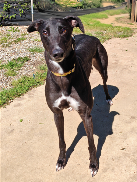 Dana, a 3 years old female Greyhound available for adoption from Greyhound Trust in Wales