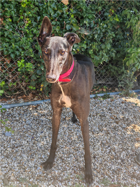 Ems, a 4 years old female Greyhound available for adoption from Greyhound Trust in Essex