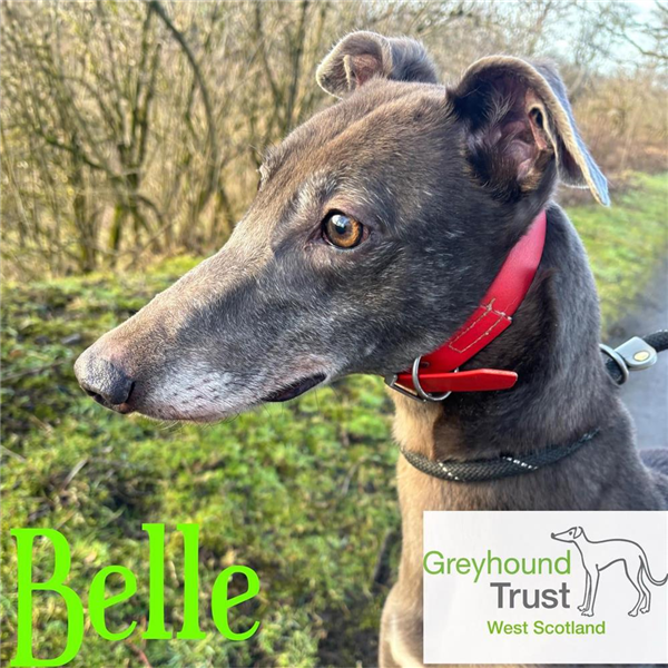 Belle, a 6 years old female Greyhound available for adoption from Greyhound Trust in Wales