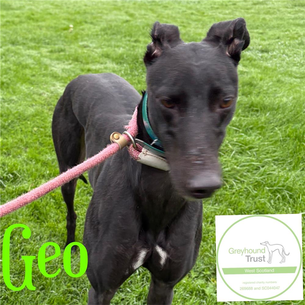 Geo, a 4 years old male Greyhound available for adoption from Greyhound Trust in Wales