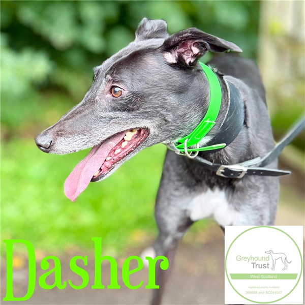 Dasher, a 3 years old male Greyhound available for adoption from Greyhound Trust in Wales
