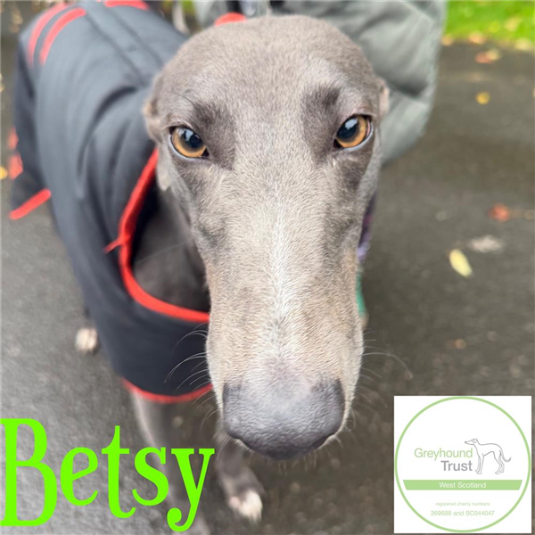 Betsy, a 2 years old female Greyhound available for adoption from Greyhound Trust in Scotland