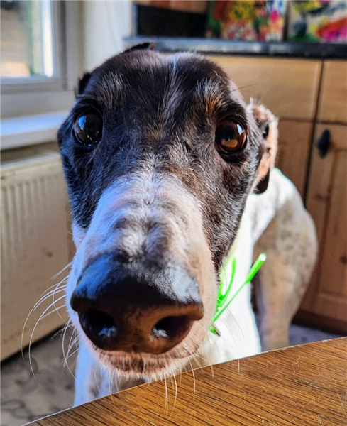 Patrick, a 7 years old male Greyhound available for adoption from Greyhound Trust in Wales