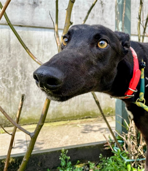 Bestie, a 5 years old male Greyhound available for adoption from Greyhound Trust in Wales