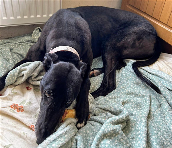 Cat, a 5 years old female Greyhound available for adoption from Greyhound Trust in Wales