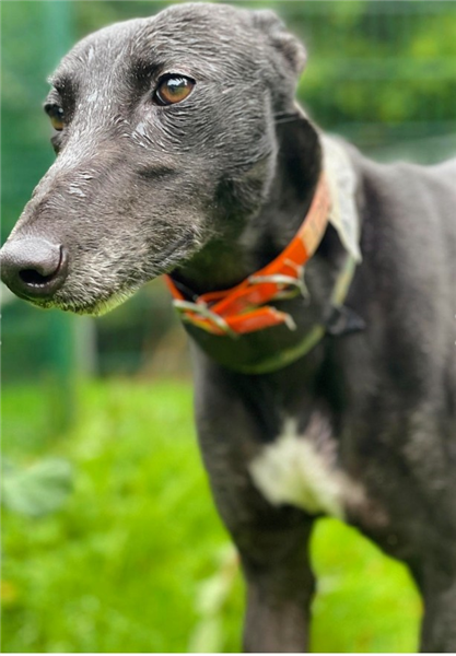 Dream, a 5 years old female Greyhound available for adoption from Greyhound Trust in Wales