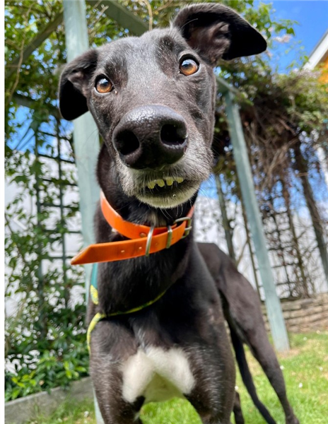 Asher, a 7 years old male Greyhound available for adoption from Greyhound Trust in Wales