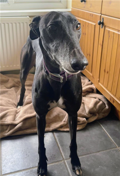 Zoe, a 7 years old female Greyhound available for adoption from Greyhound Trust in Wales