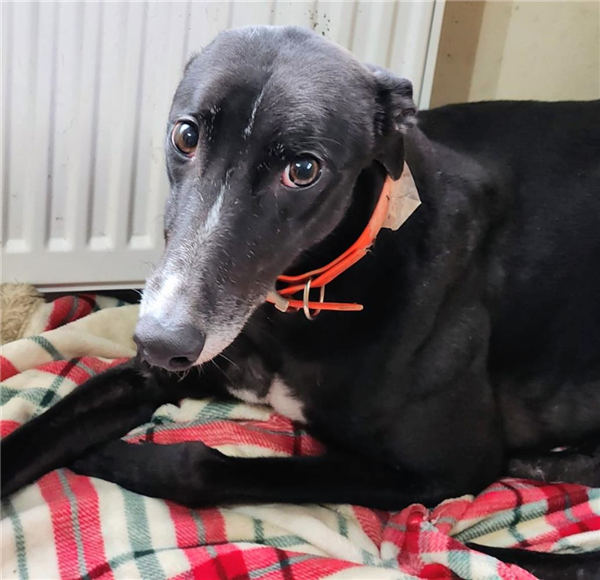 Levi, a 4 years old male Greyhound available for adoption from Greyhound Trust in Wales
