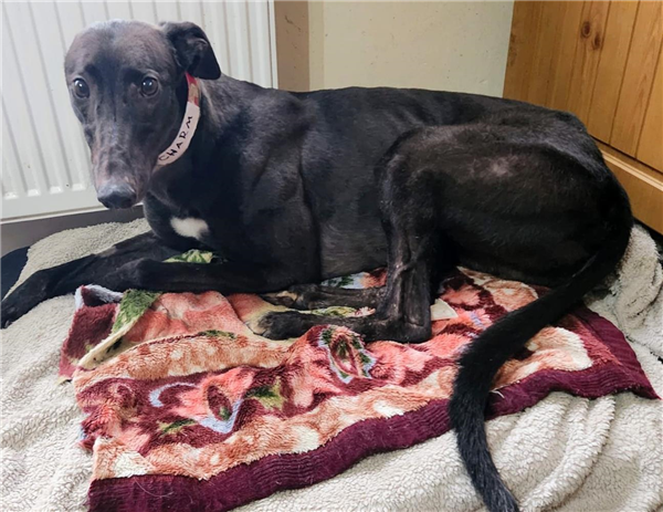 Charm, a 5 years old female Greyhound available for adoption from Greyhound Trust in Wales
