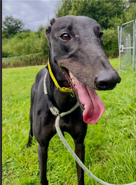 Amos, a 5 years old male Greyhound available for adoption from Greyhound Trust in Wales