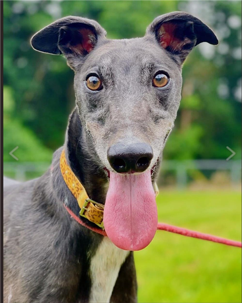 Reggie, a 4 years old male Greyhound available for adoption from Greyhound Trust in Wales