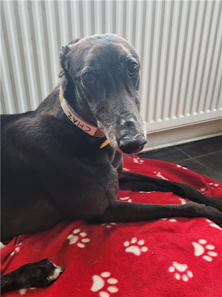 Chaz, a 8 years old male Greyhound available for adoption from Greyhound Trust in Wales