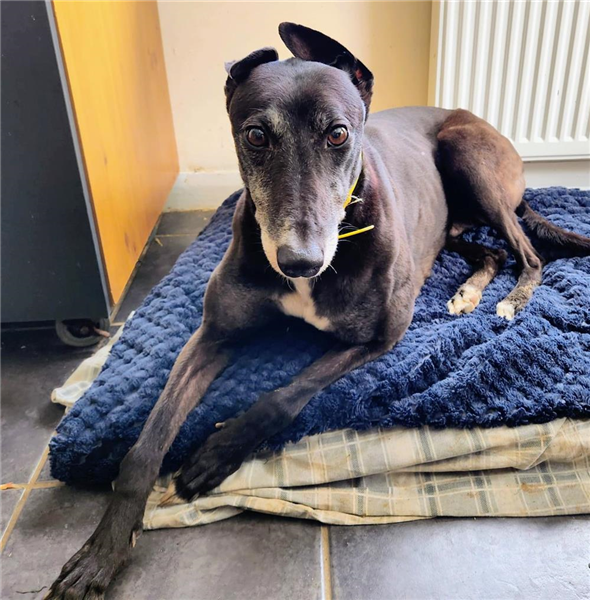 Lilly, a 6 years old female Greyhound available for adoption from Greyhound Trust in Wales