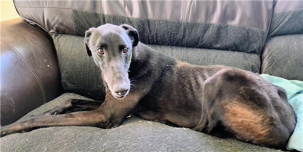 Teddy, a 7 years old male Greyhound available for adoption from Greyhound Trust in Wales