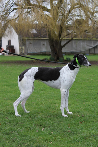 Coco, a 5 years old female Greyhound available for adoption from Greyhound Trust in Wales