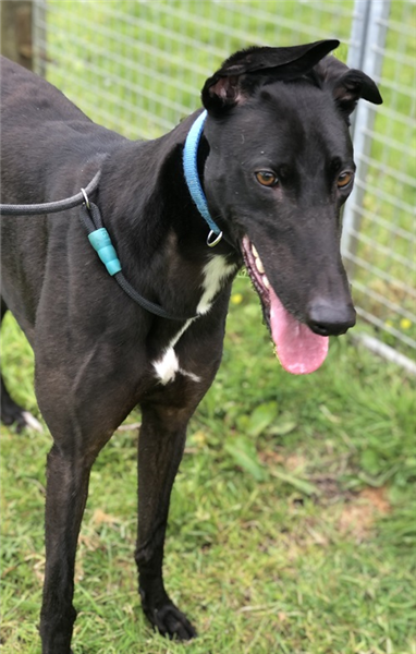 Tony, a 6 years old male Greyhound available for adoption from Greyhound Trust in Wales