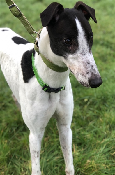 Kenny, a 6 years old male Greyhound available for adoption from Greyhound Trust in Wales