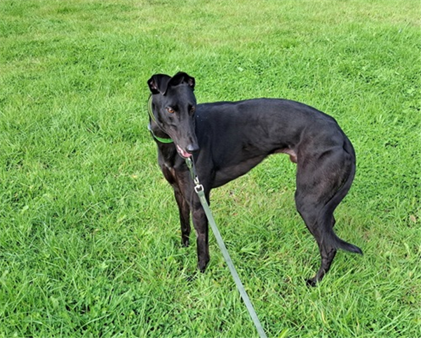 Charlie, a 4 years old male Greyhound available for adoption from Greyhound Trust in West Midlands