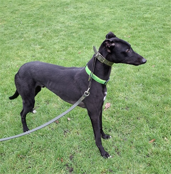 Albert, a 5 years old male Greyhound available for adoption from Greyhound Trust in Wales