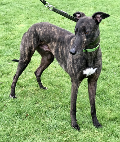Winston, a 6 years old male Greyhound available for adoption from Greyhound Trust in Wales