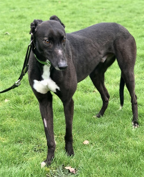 Elvis, a 5 years old male Greyhound available for adoption from Greyhound Trust in Wales