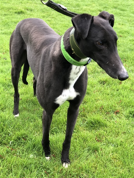 Bruce, a 4 years old male Greyhound available for adoption from Greyhound Trust in Wales