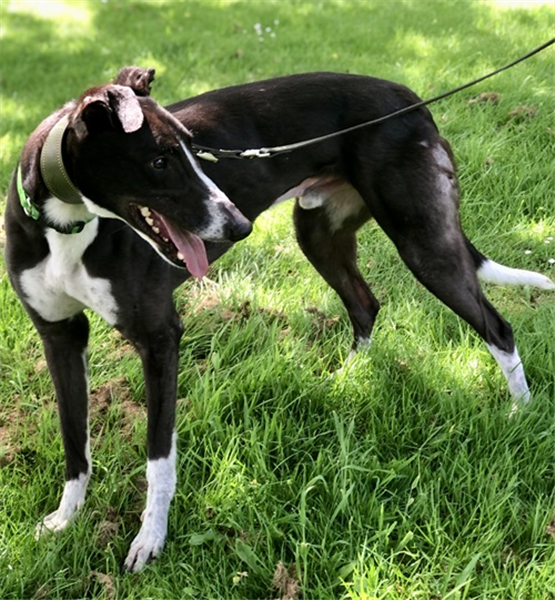 Micky, a 4 years old male Greyhound available for adoption from Greyhound Trust in Wales