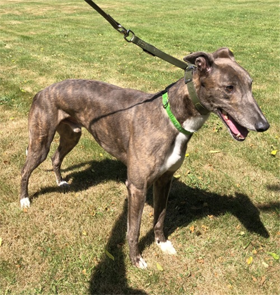 Salah, a 5 years old male Greyhound available for adoption from Greyhound Trust in Wales