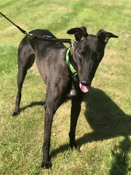 Preston, a 5 years old male Greyhound available for adoption from Greyhound Trust in Wales