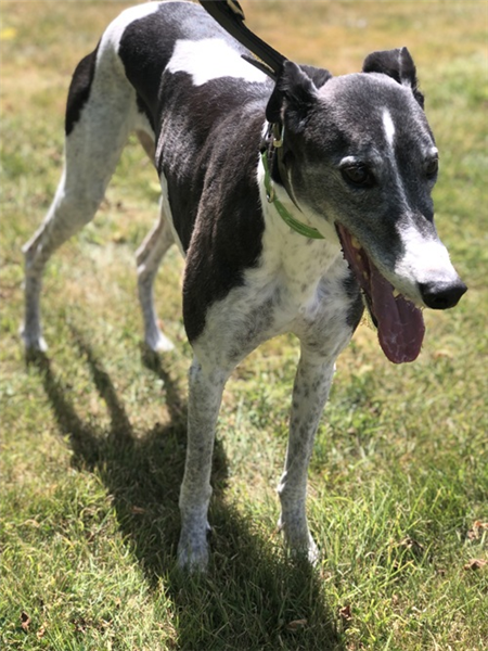 Sarah, a 8 years old female Greyhound available for adoption from Greyhound Trust in Wales