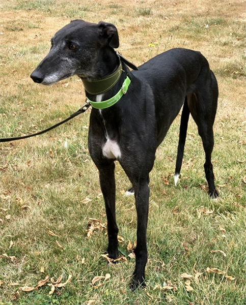 Lily, a 4 years old female Greyhound available for adoption from Greyhound Trust in Wales