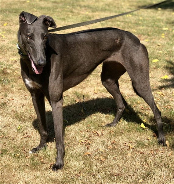 Sienna, a 4 years old female Greyhound available for adoption from Greyhound Trust in West Midlands