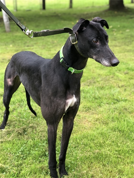 Deejay, a 3 years old male Greyhound available for adoption from Greyhound Trust in West Midlands