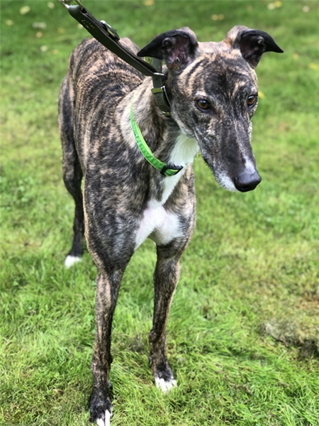 Wolfie, a 4 years old male Greyhound available for adoption from Greyhound Trust in West Midlands