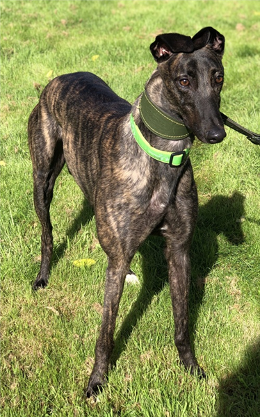 Rita, a 2 years old female Greyhound available for adoption from Greyhound Trust in West Midlands