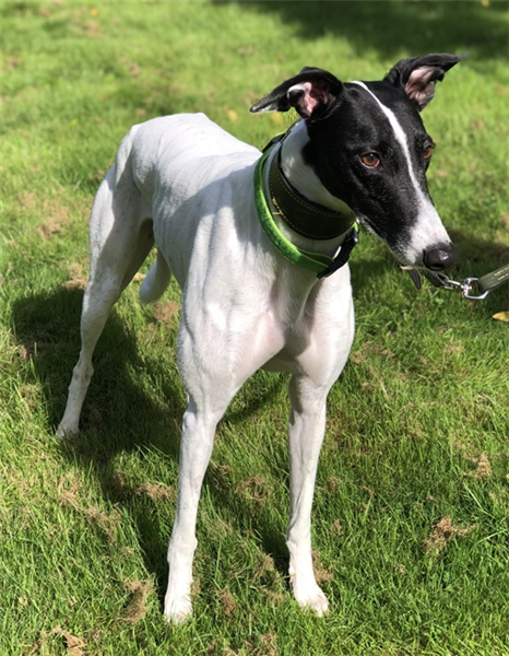 Maisie, a 2 years old female Greyhound available for adoption from Greyhound Trust in West Midlands