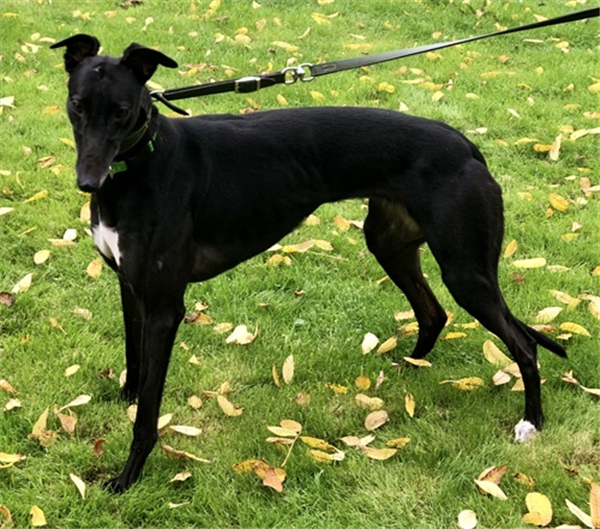Bridie, a 3 years old female Greyhound available for adoption from Greyhound Trust in West Midlands