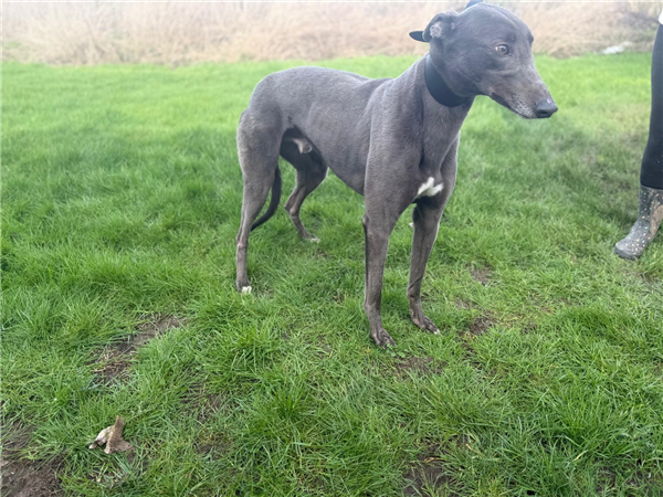 Preston, a 4 years old male Greyhound available for adoption from Greyhound Trust in Wales