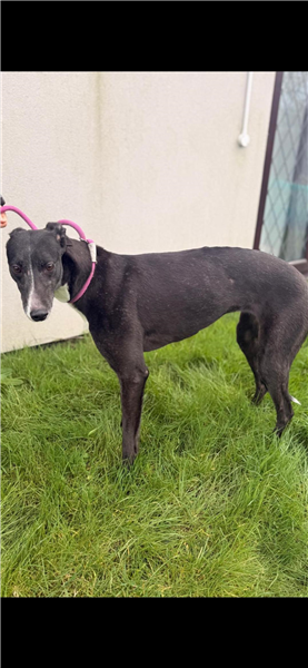 Serena, a 5 years old female Greyhound available for adoption from Greyhound Trust in Wales