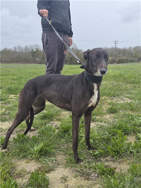 Brandon, a 4 years old male Greyhound available for adoption from Greyhound Trust in Wales