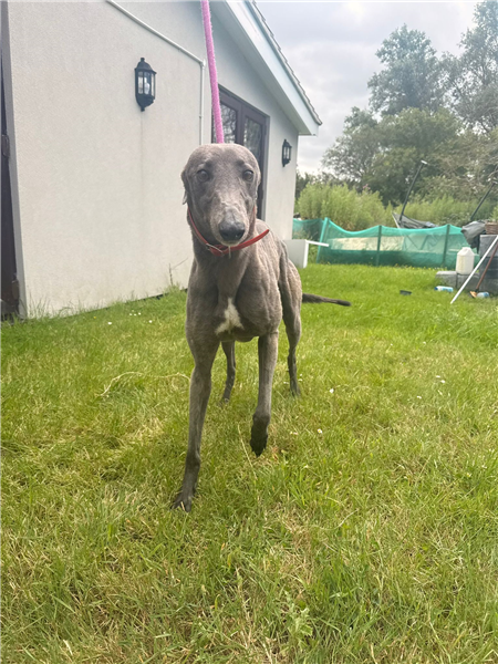 Freya, a 4 years old female Greyhound available for adoption from Greyhound Trust in Wales