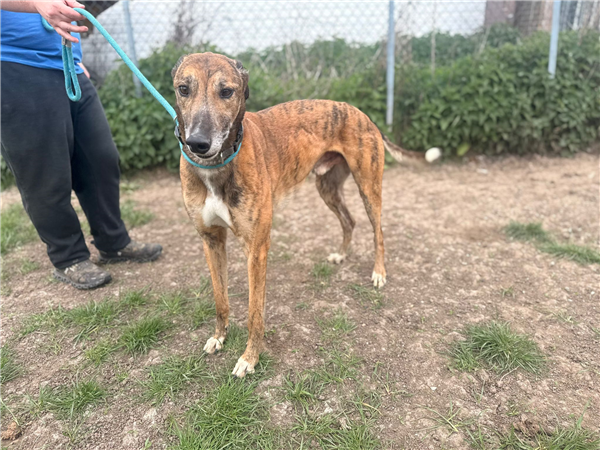 Romeo, a 5 years old male Greyhound available for adoption from Greyhound Trust in Wales