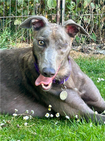 Ela, a 1 year old female Greyhound available for adoption from Greyhound Trust in Wales