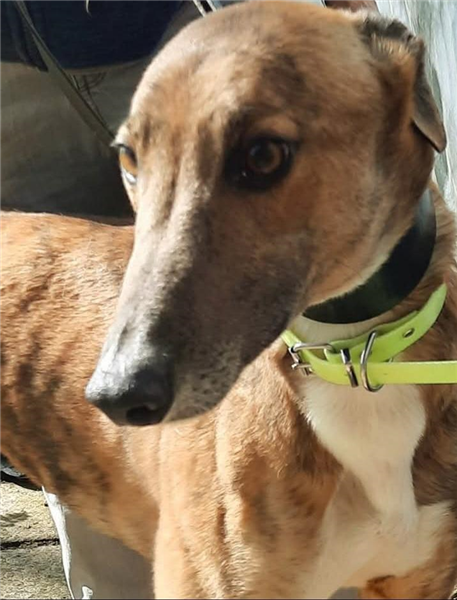 Izak, a 5 years old male Greyhound available for adoption from Greyhound Trust in Wales