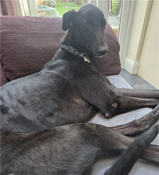 Tommy, a 2 years old male Greyhound available for adoption from Greyhound Trust in Wales